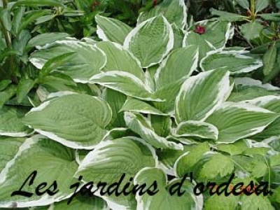 Hosta fortunei francee